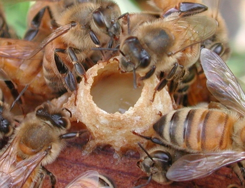Abeilles nourricières sécrétant de la gelée royale pour nourrir la larve de reine