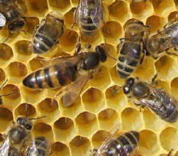 Reine d'abeilles, plus longue et un peu plus grosse que les ouvrières